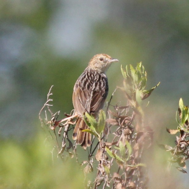 Wailing Cisticola (Wailing) - ML612482577