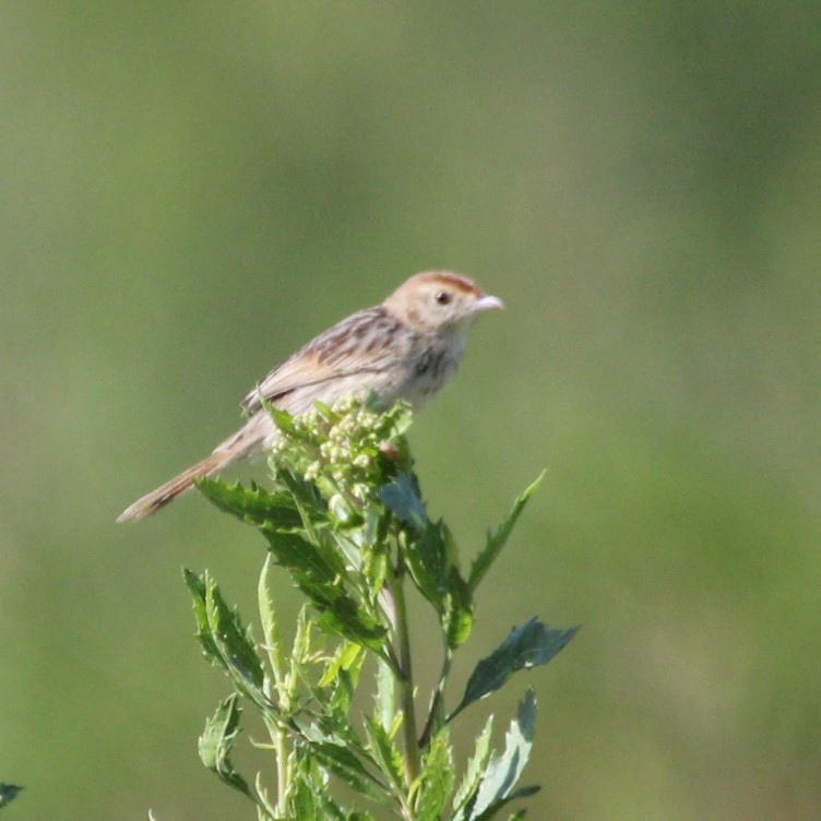 Wailing Cisticola (Wailing) - ML612482578