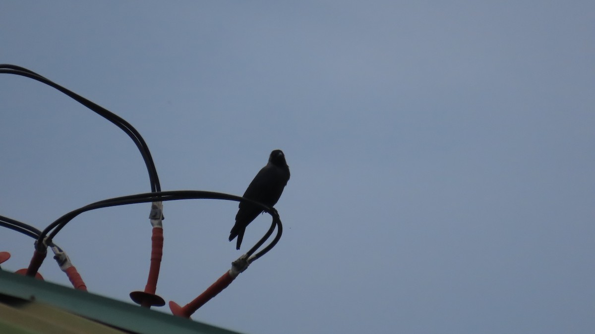 House Crow - ML612482609