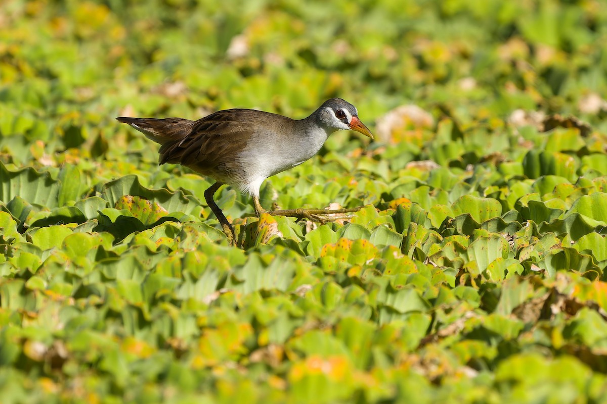 White-browed Crake - Sam Hambly