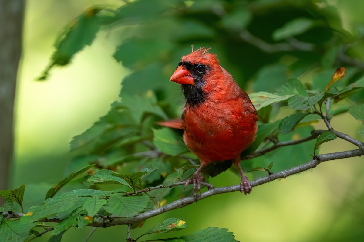 Cardinal rouge - ML612482727