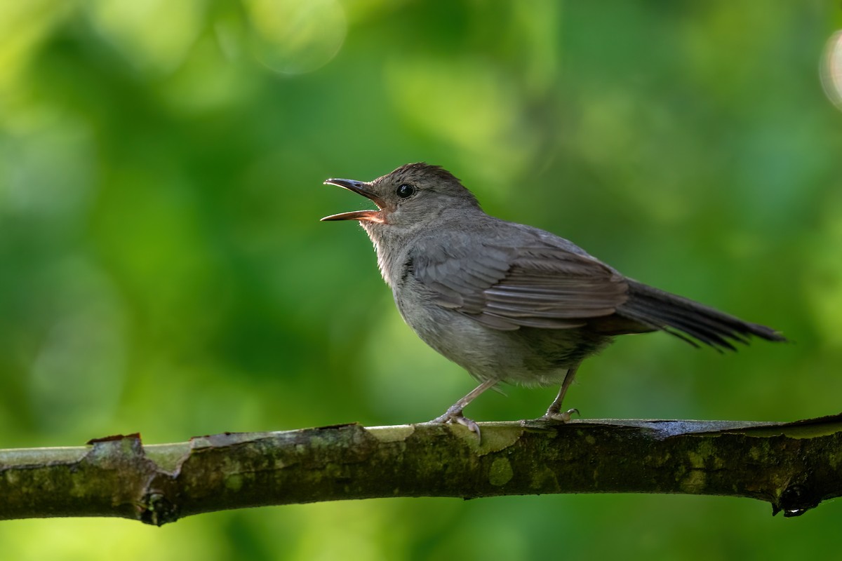 Gray Catbird - ML612482730