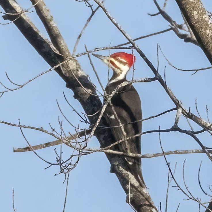 Pileated Woodpecker - ML612482750