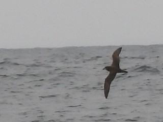 Gray-faced Petrel - ML612482766