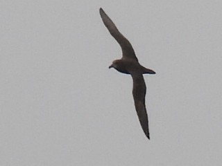 Gray-faced Petrel - ML612482768