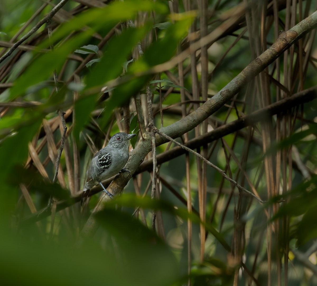 Natterer's Slaty-Antshrike - ML612482775