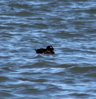 White-winged Scoter - Tyler Ekholm