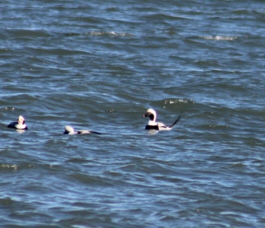 Long-tailed Duck - Tyler Ekholm