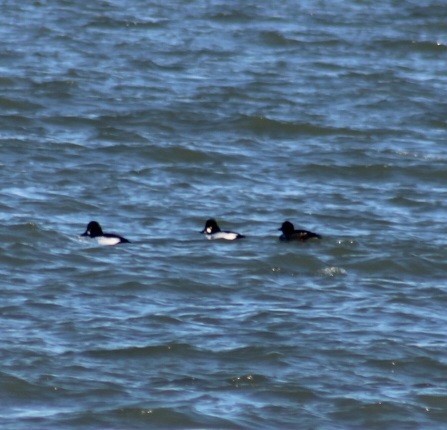 Common Goldeneye - ML612482791