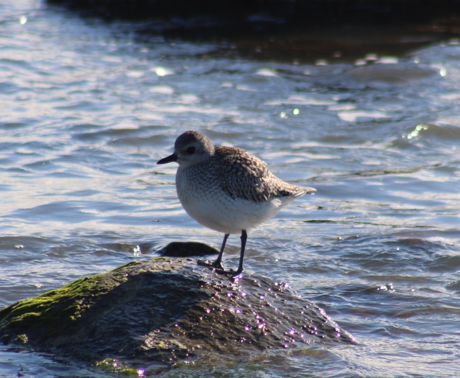 Black-bellied Plover - Tyler Ekholm