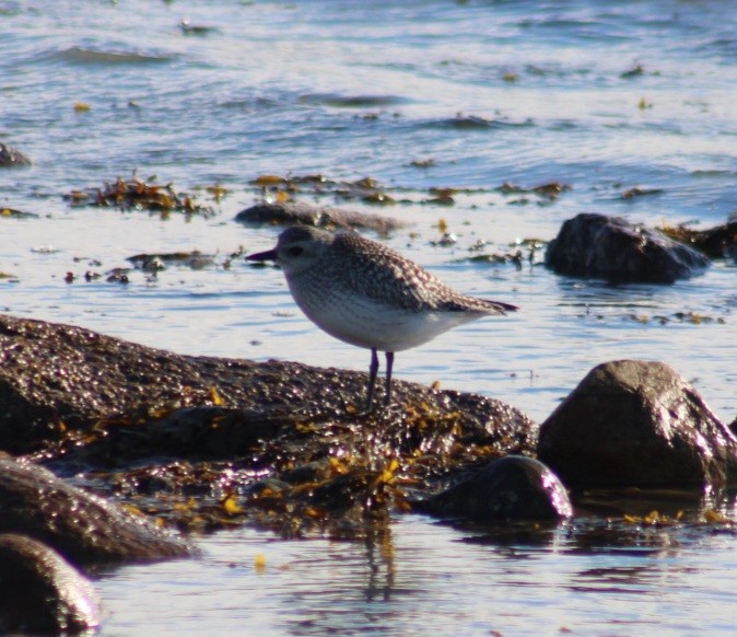 Black-bellied Plover - ML612482802