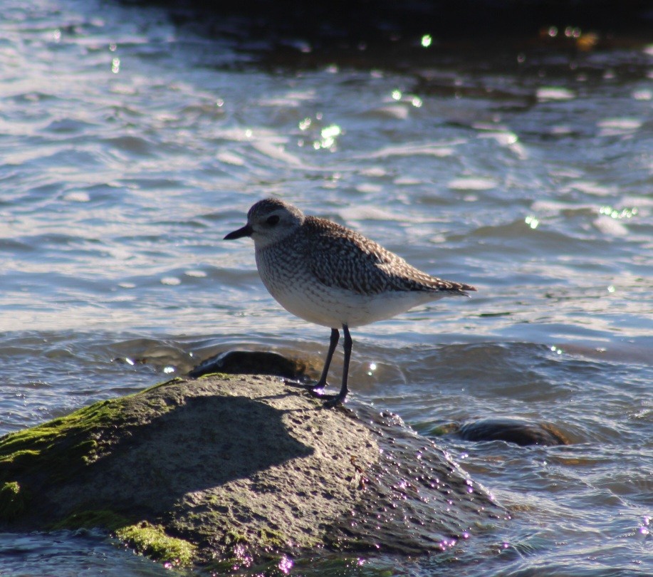 Black-bellied Plover - Tyler Ekholm