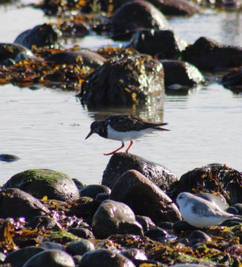 Ruddy Turnstone - Tyler Ekholm