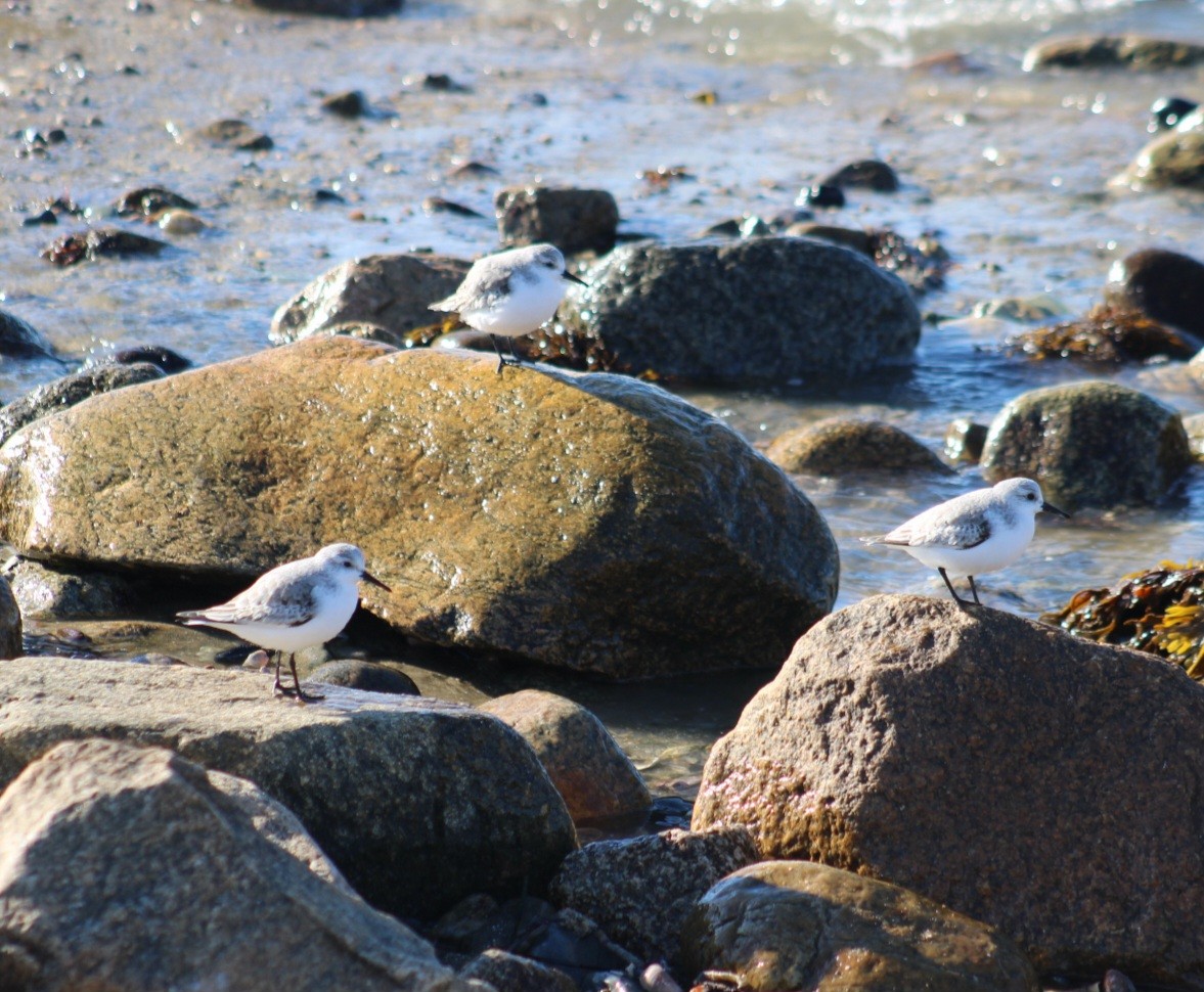 Гурвалж элсэг - ML612482817