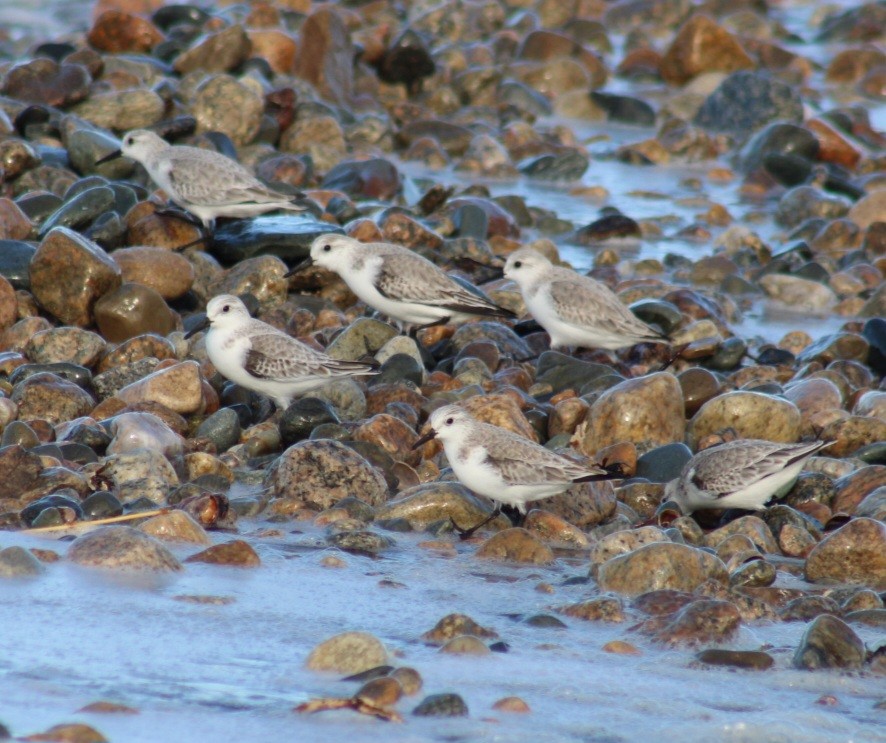 Bécasseau sanderling - ML612482818