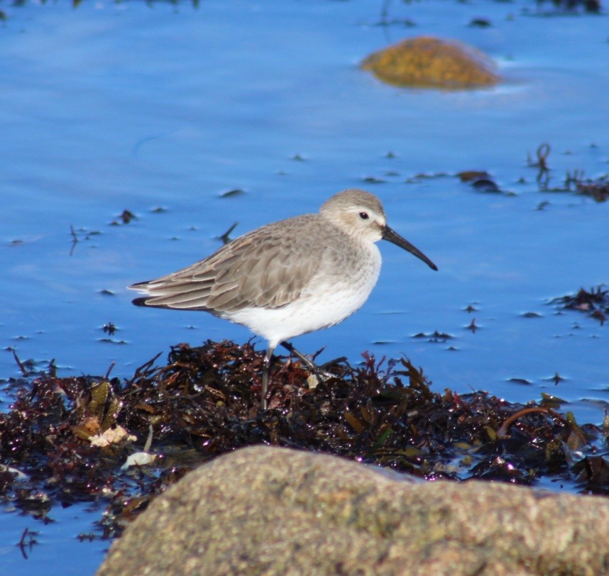 Хар элсэг - ML612482820