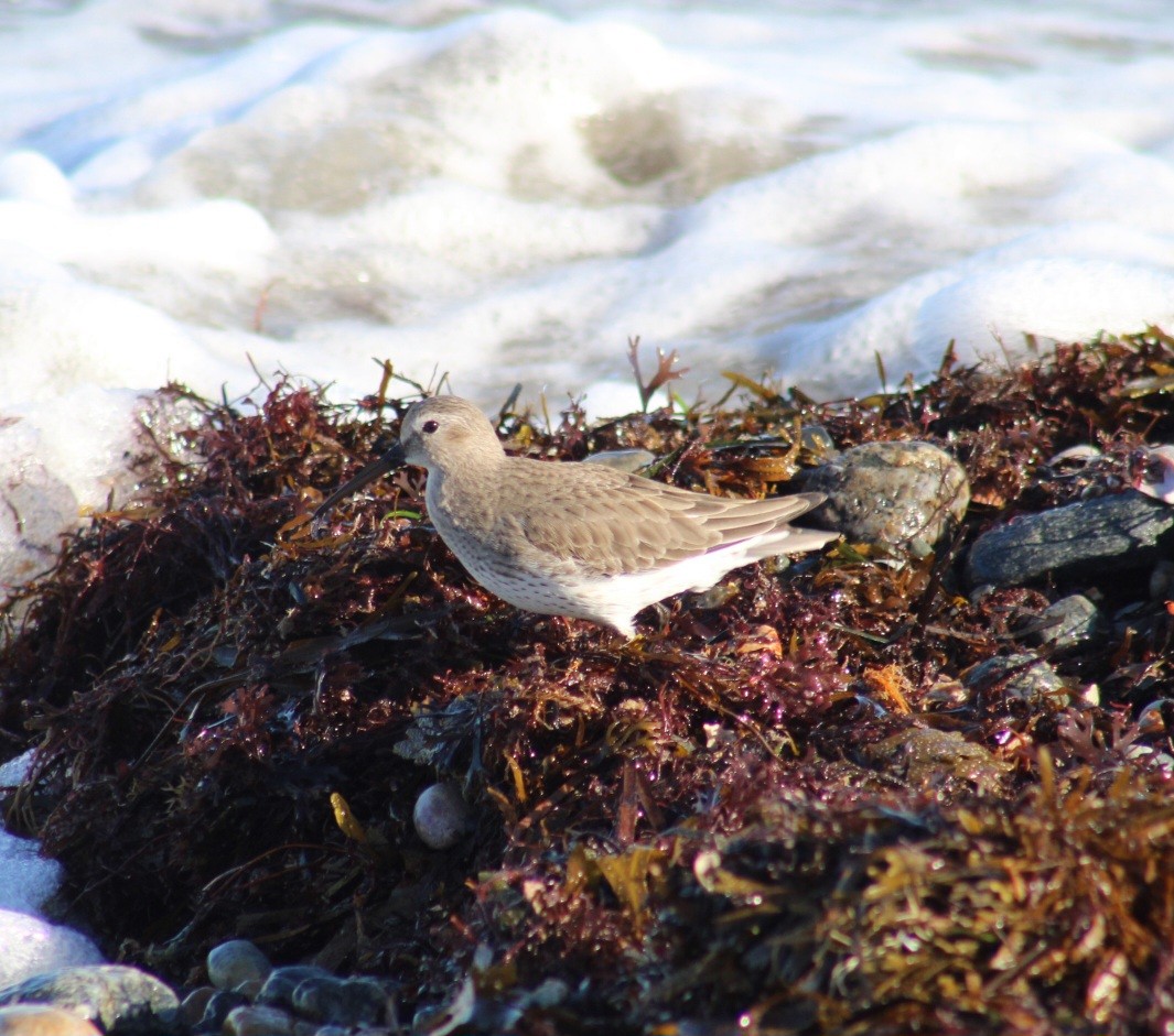 Хар элсэг - ML612482821