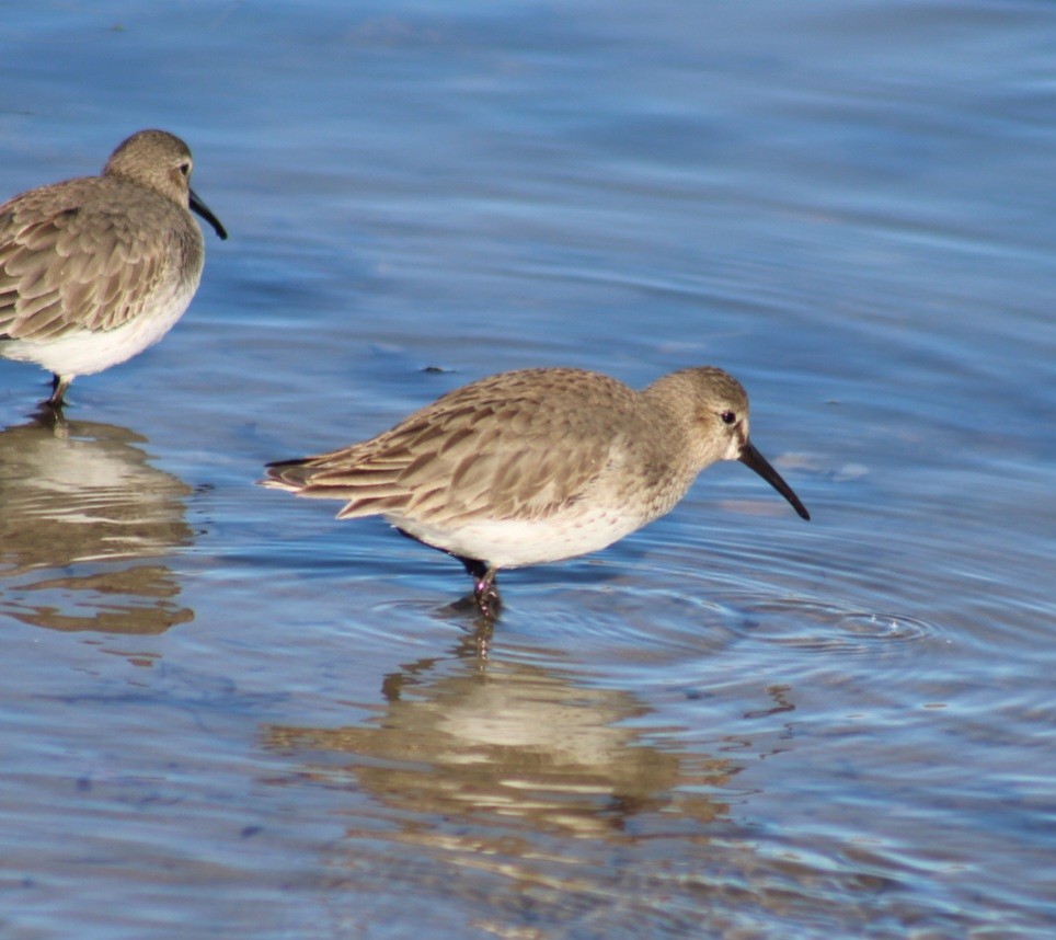 Alpenstrandläufer - ML612482822