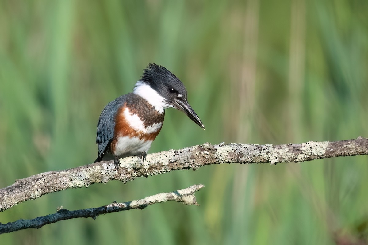 Belted Kingfisher - ML612482834