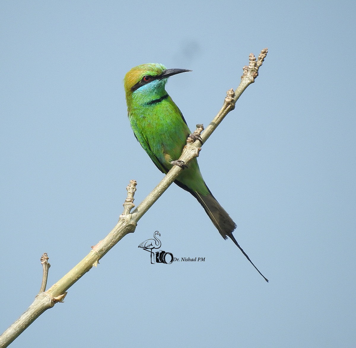 Asian Green Bee-eater - Dr. NISHAD PM