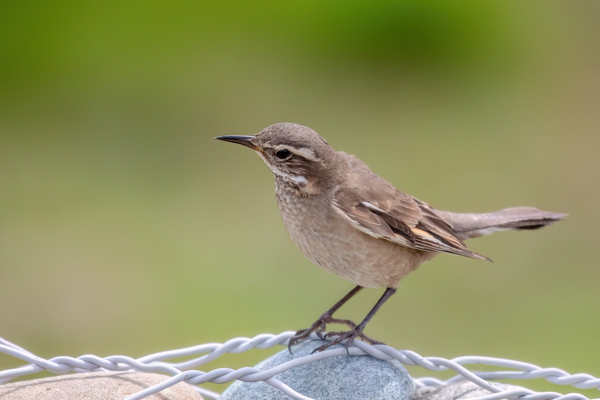 Buff-winged Cinclodes - ML612482954