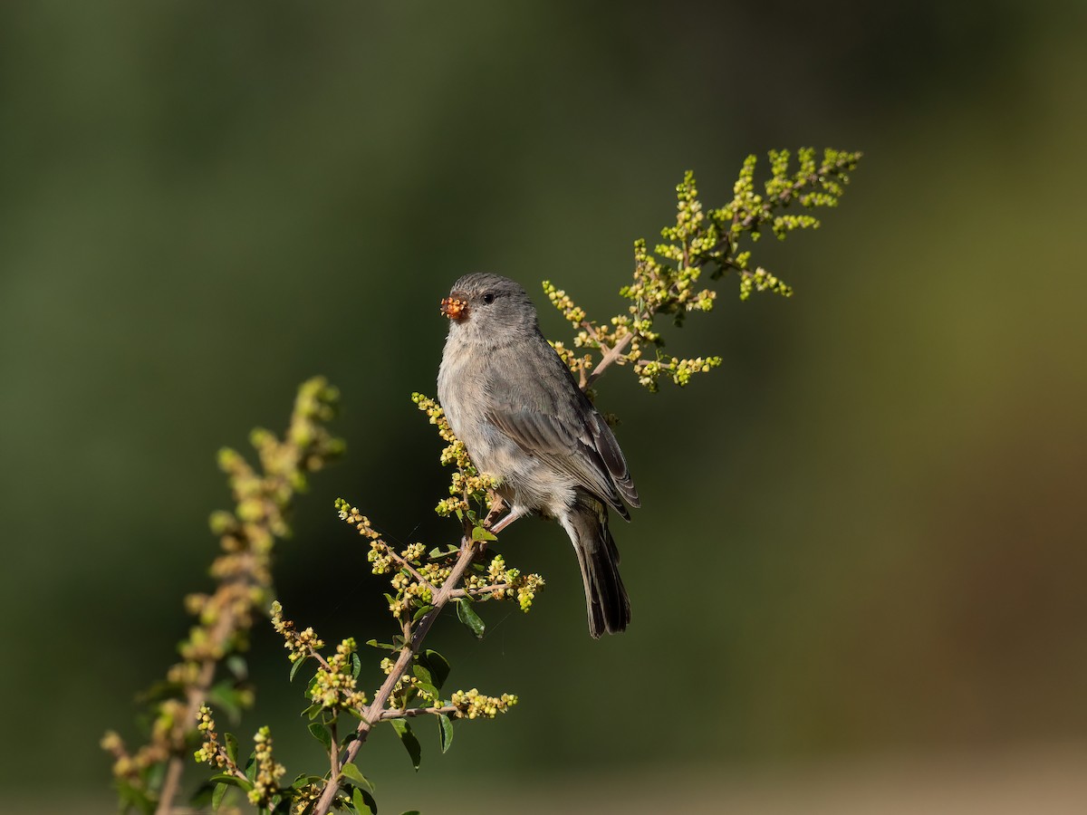 Serin d'Arabie - ML612482975