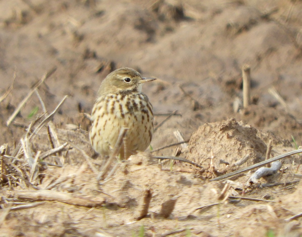 American Pipit - Joe Neal