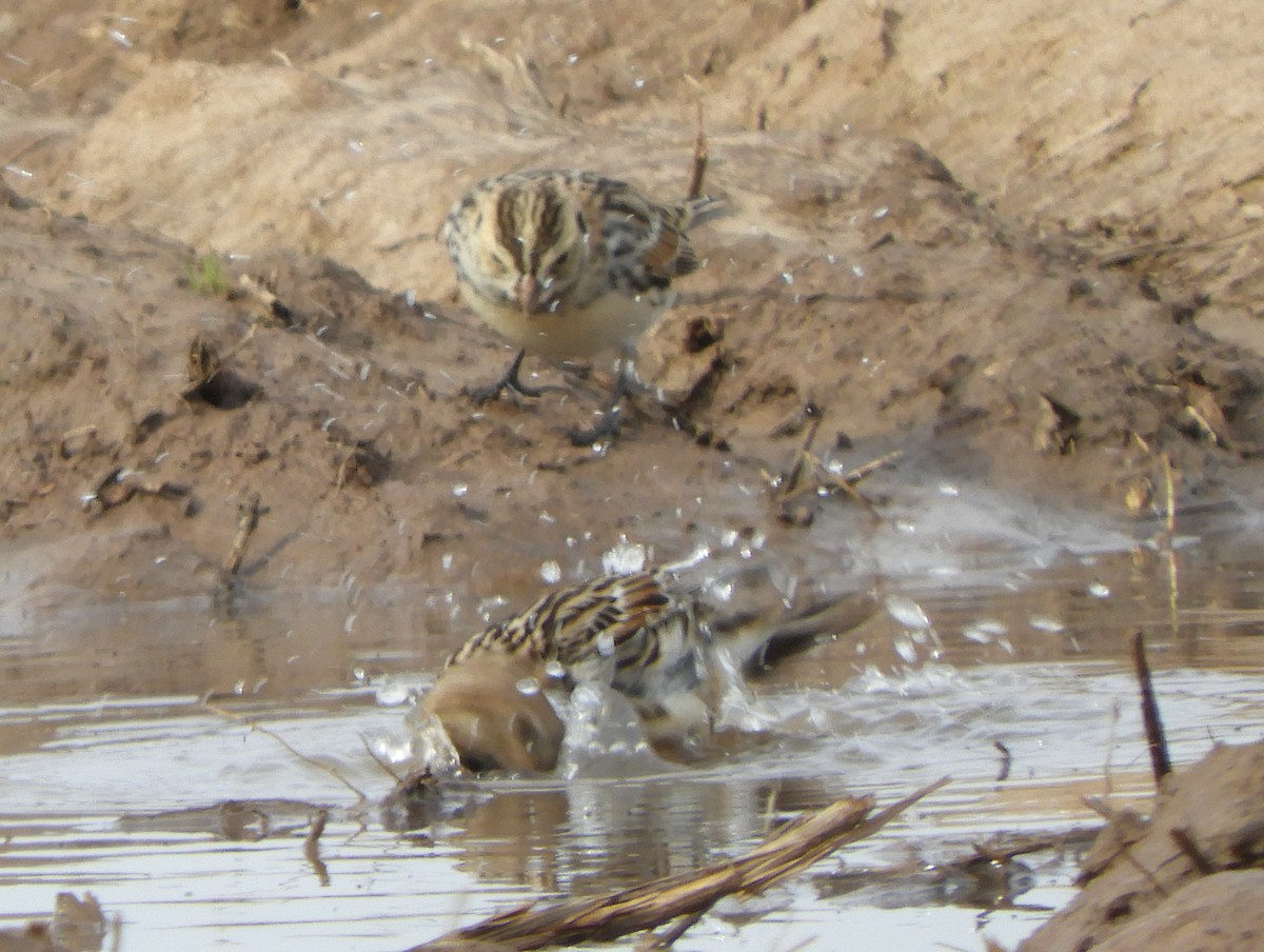 Lapland Longspur - Joe Neal