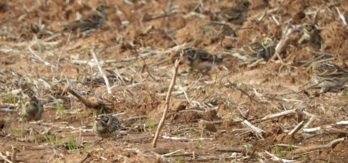 Lapland Longspur - Joe Neal