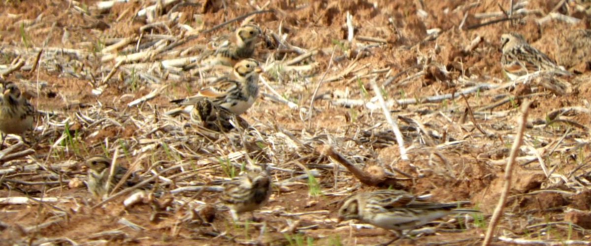 Lapland Longspur - Joe Neal