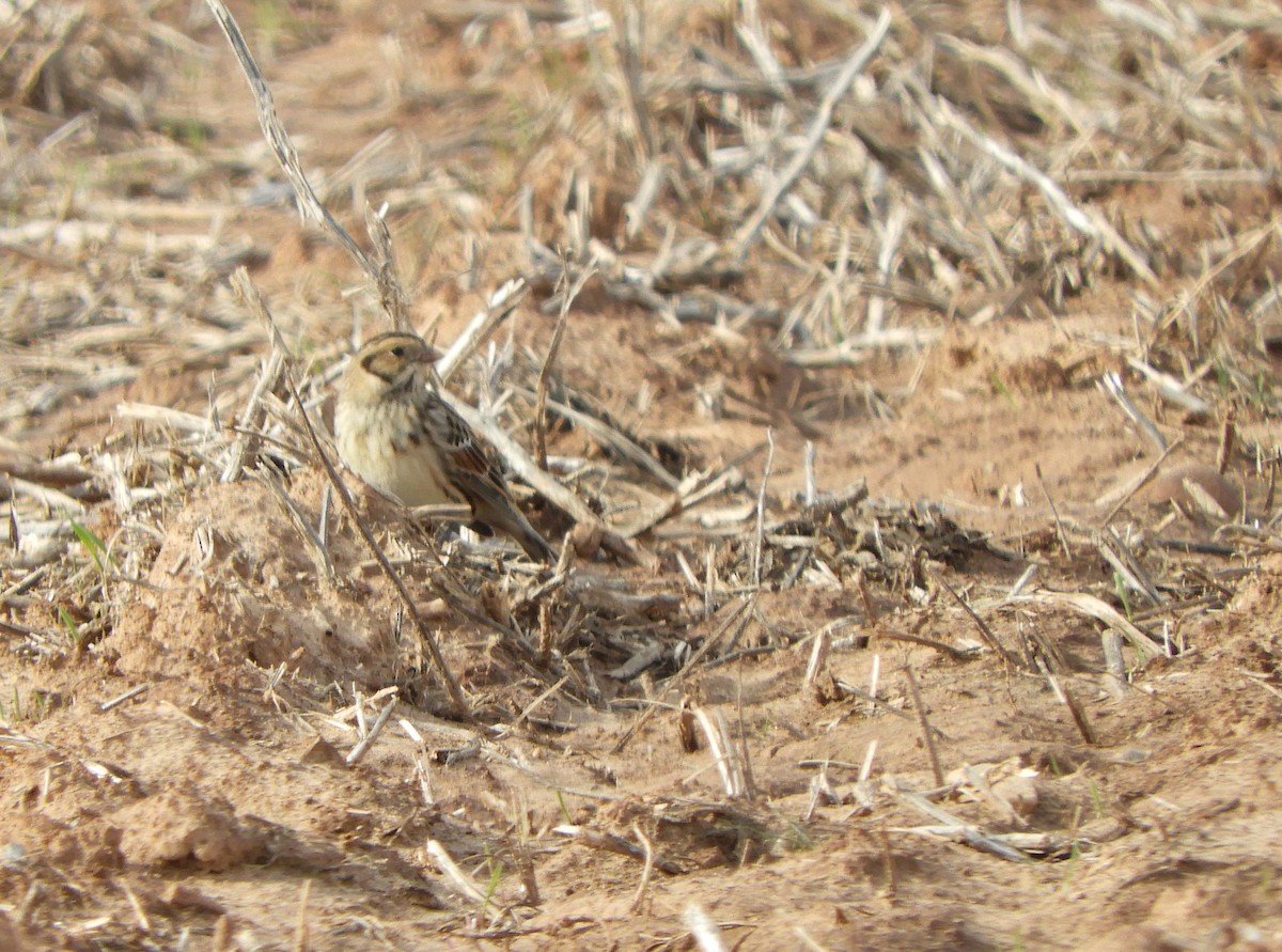 Lapland Longspur - ML612483015