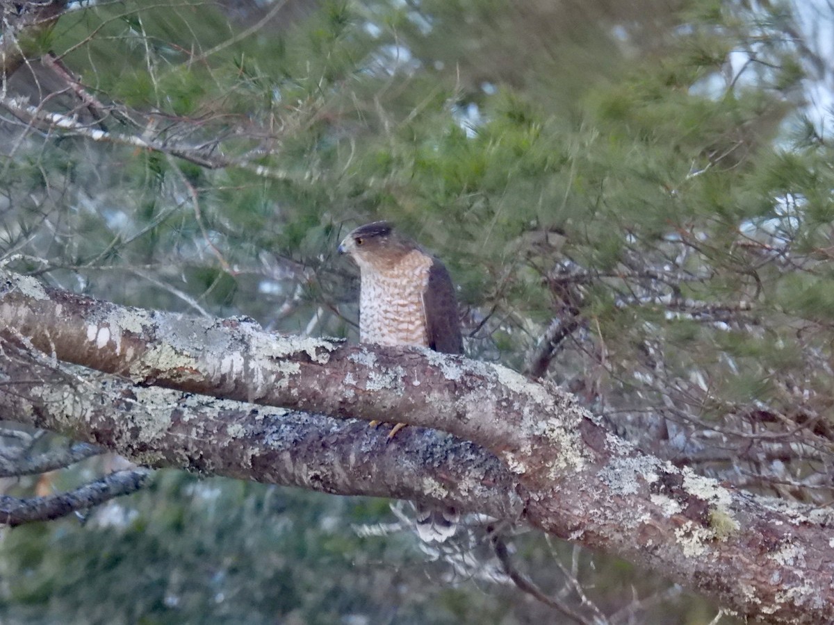 Cooper's Hawk - ML612483022