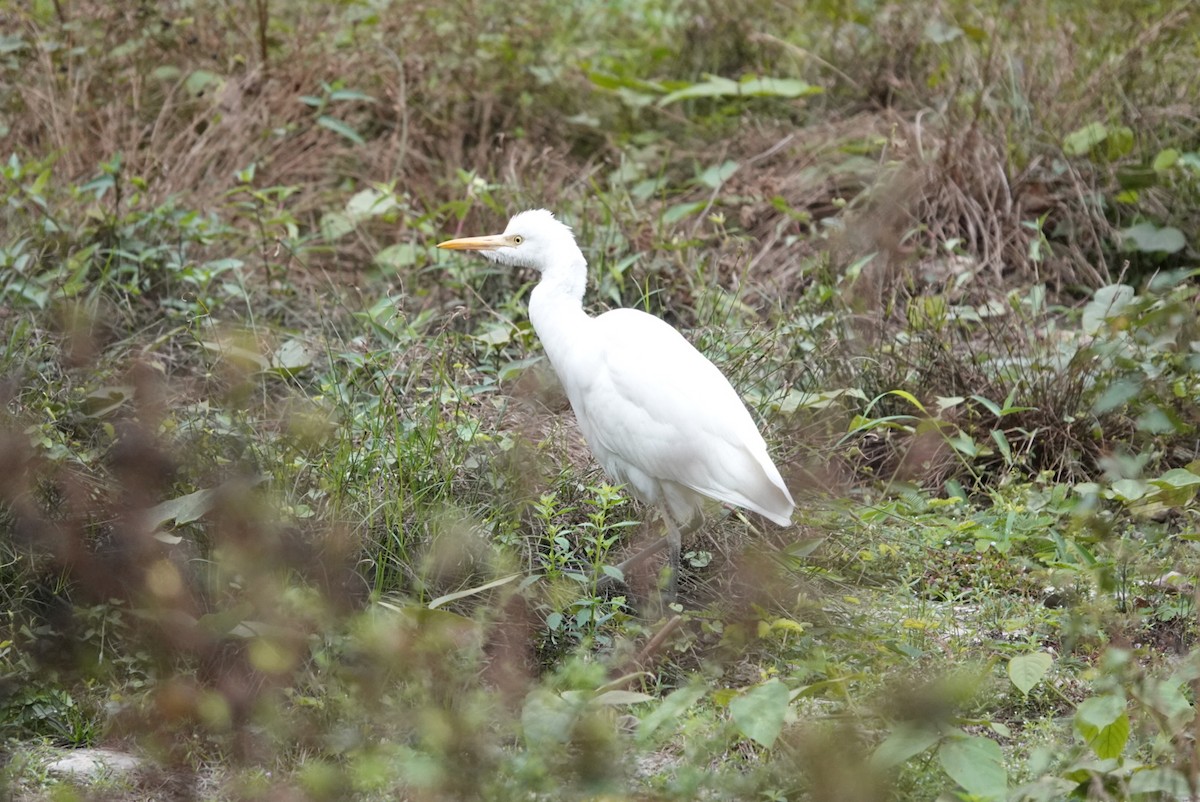 Eastern Cattle-Egret - ML612483116