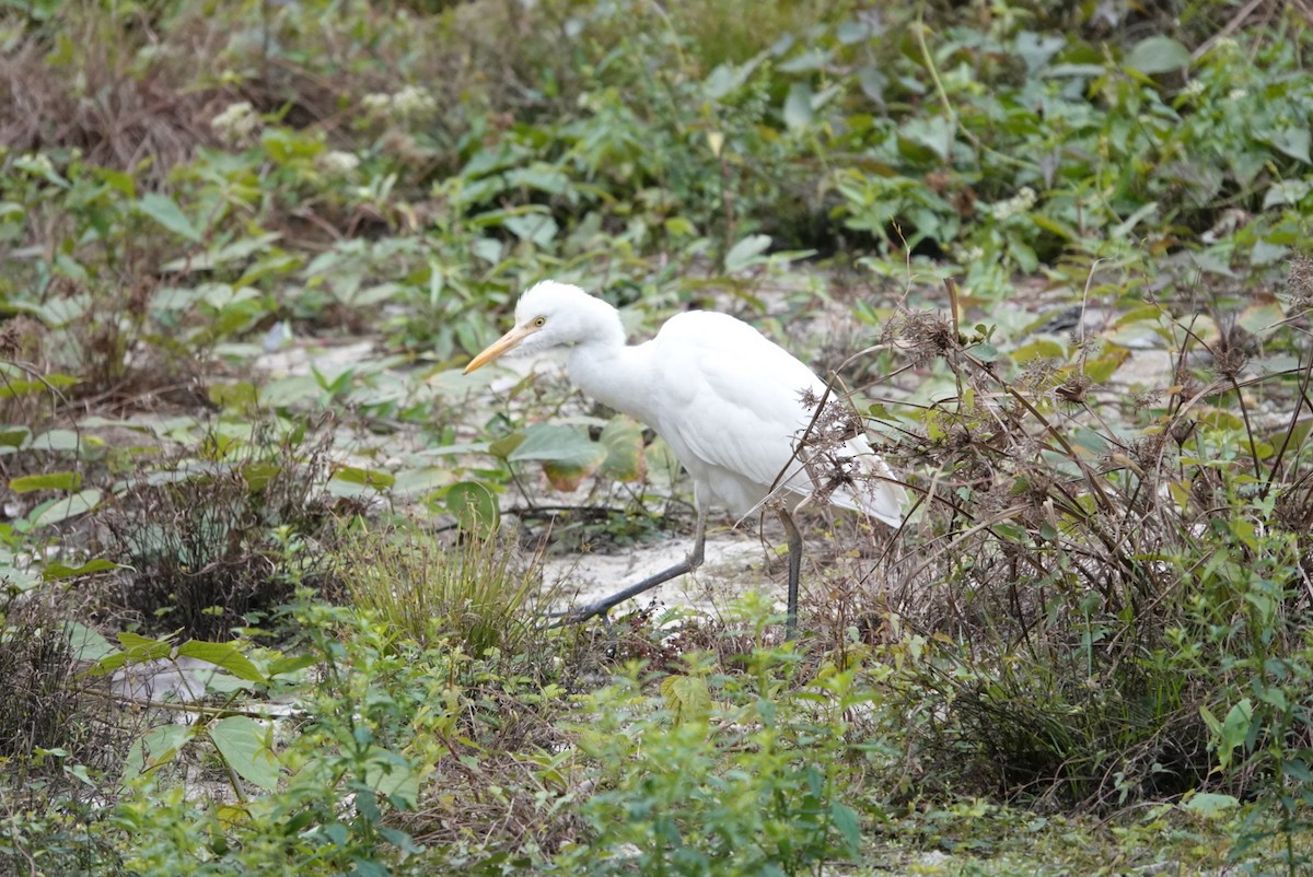 Eastern Cattle-Egret - ML612483117