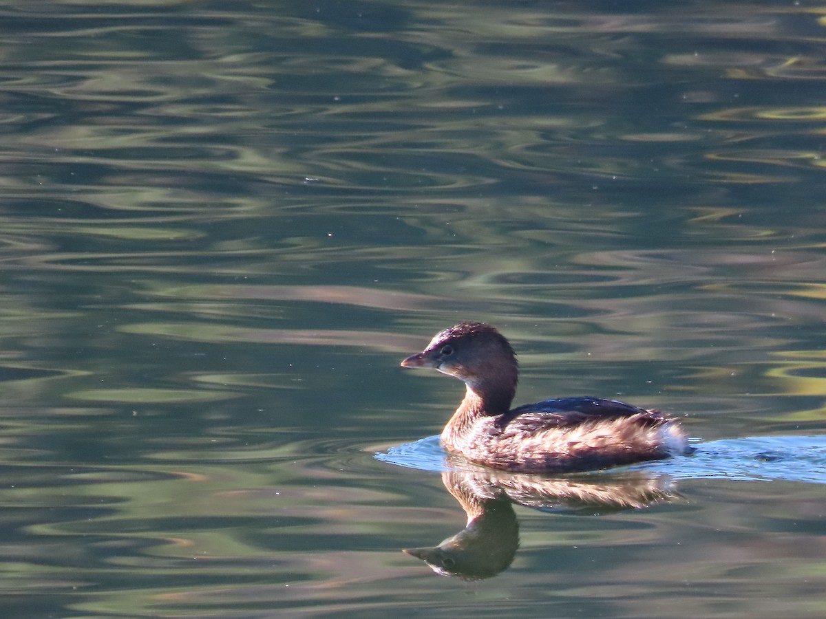 Pied-billed Grebe - ML612483223