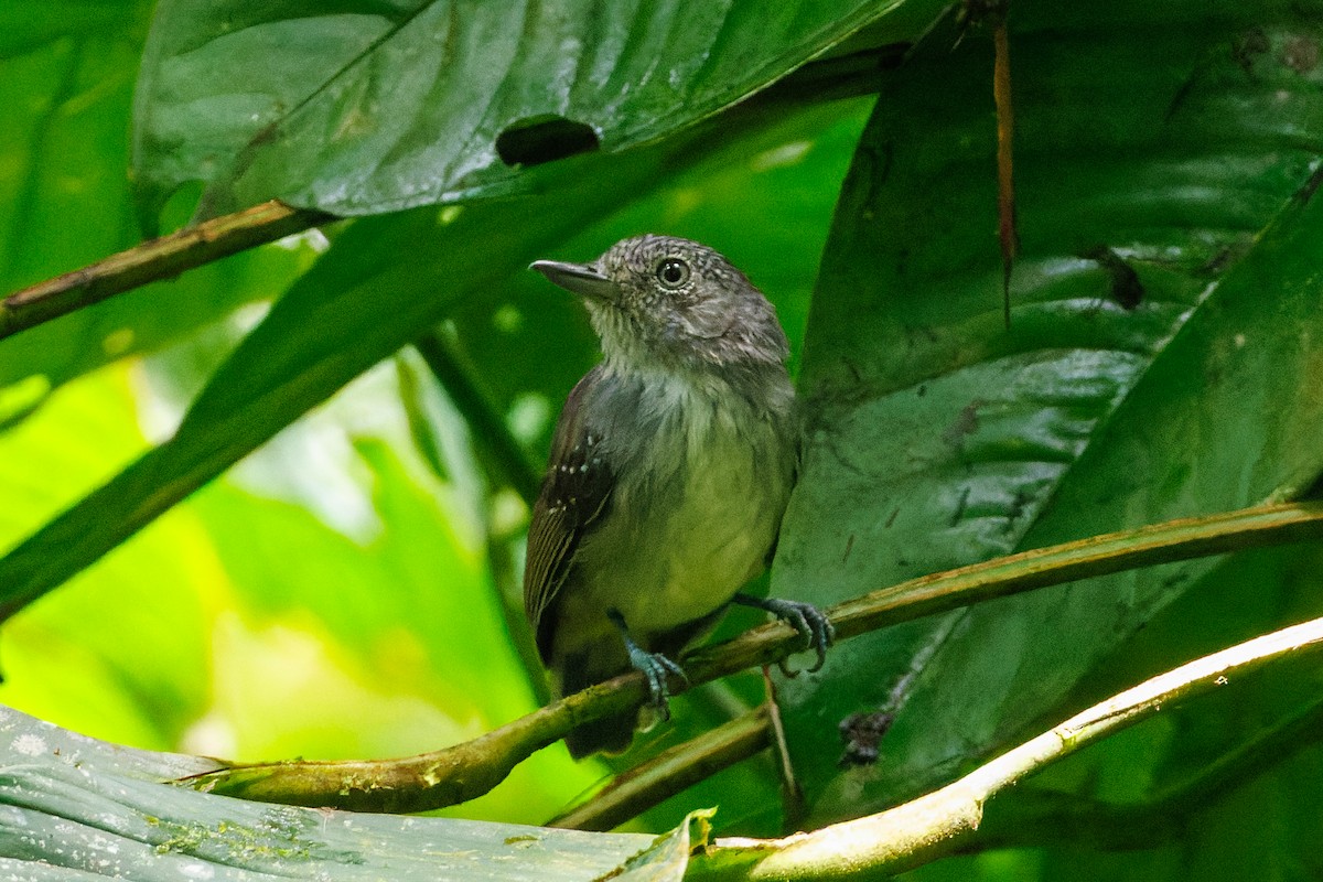 Spot-crowned Antvireo - ML612483240