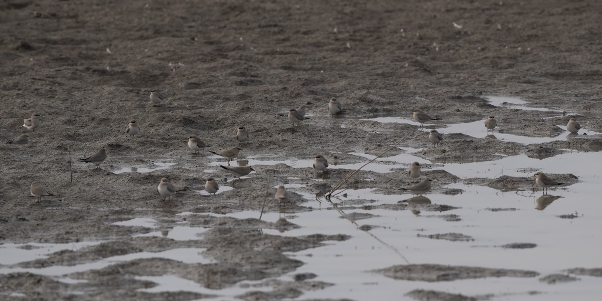 Small Pratincole - ML612483319