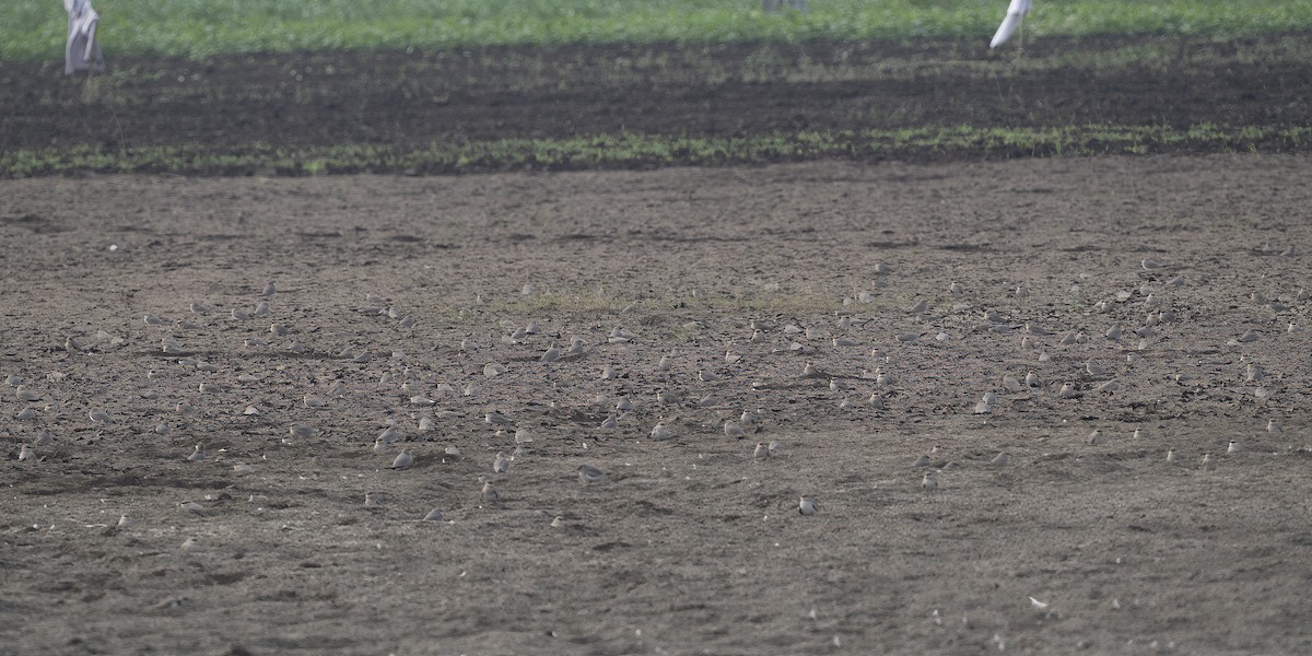 Small Pratincole - ML612483320