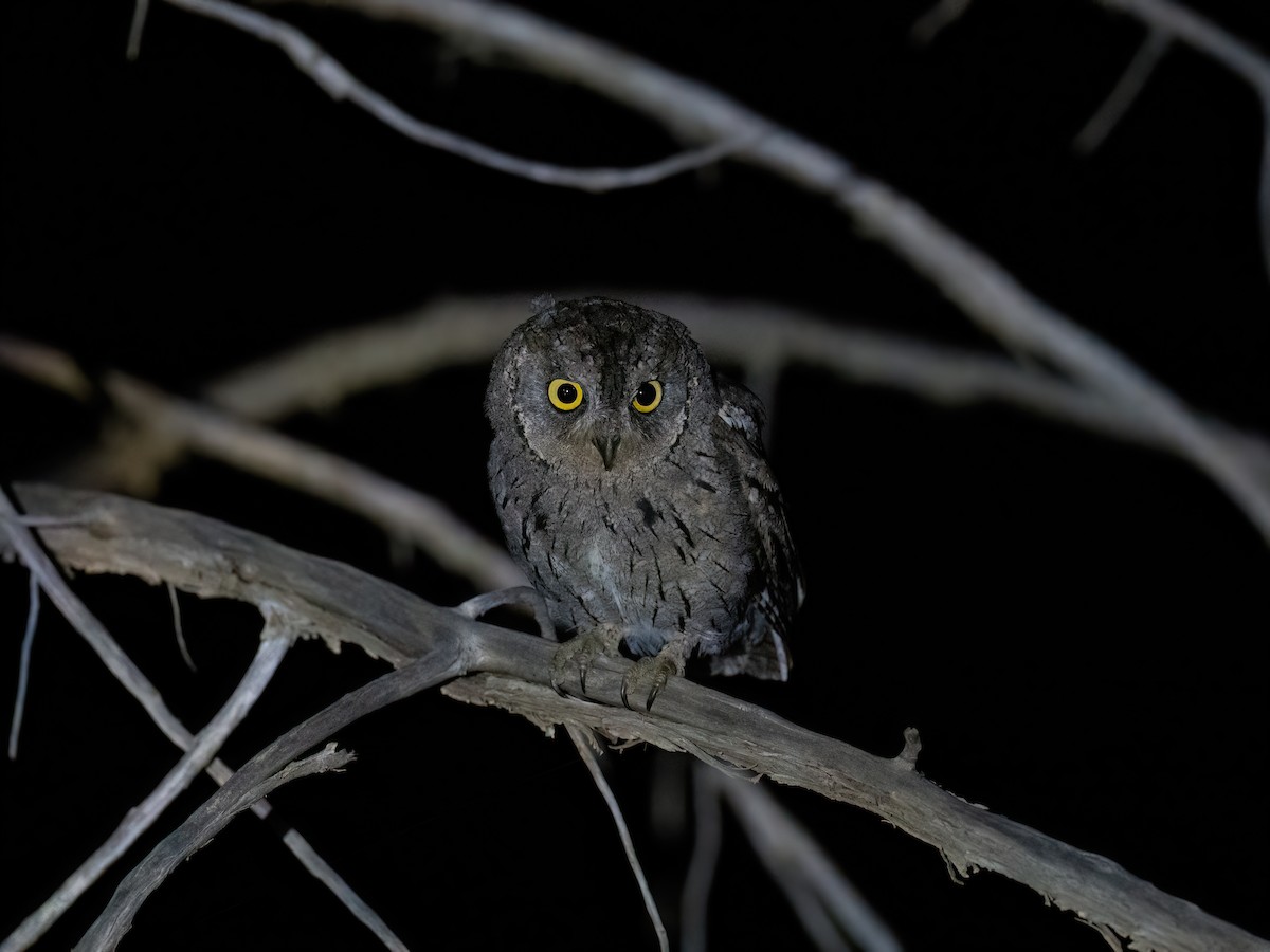 Arabian Scops-Owl - Károly Lippai