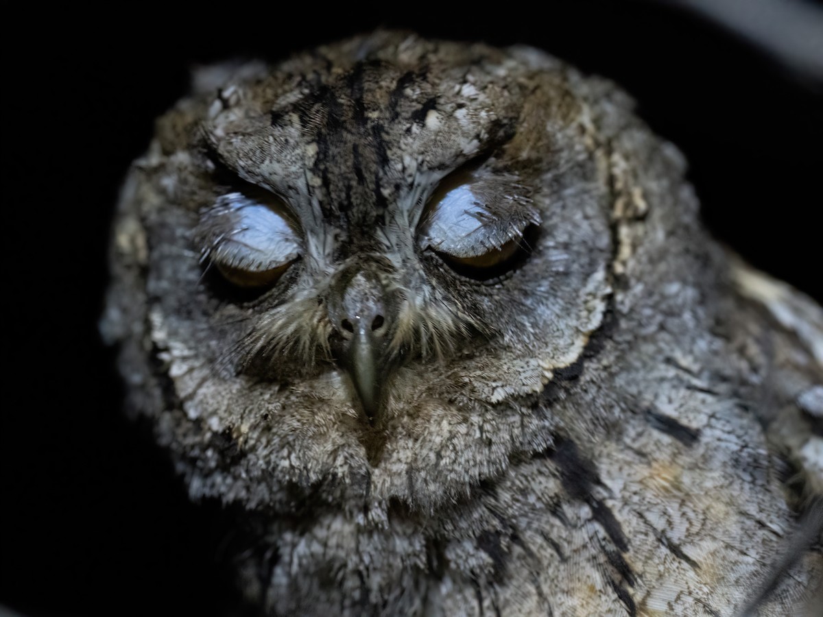 Arabian Scops-Owl - Károly Lippai