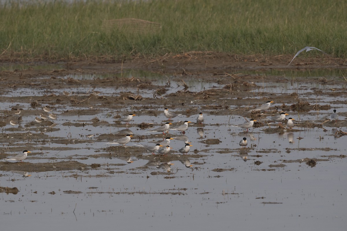 River Tern - ML612483329