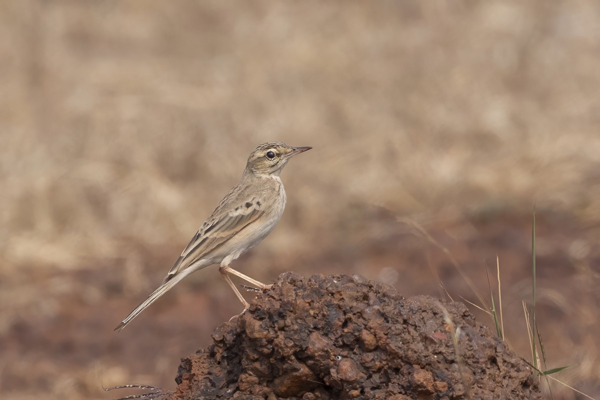 Талын шийхнүүхэй - ML612483355
