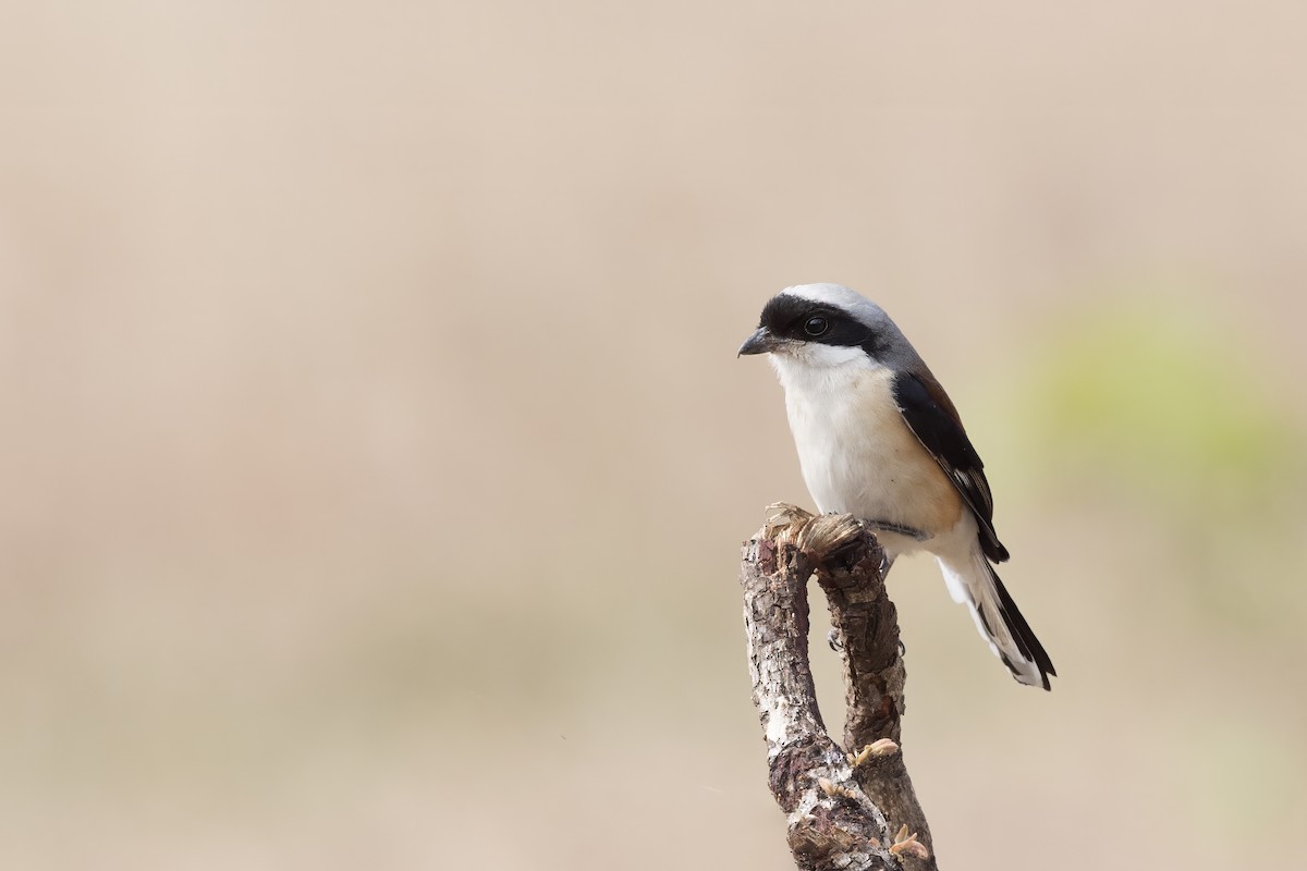 Bay-backed Shrike - ML612483372
