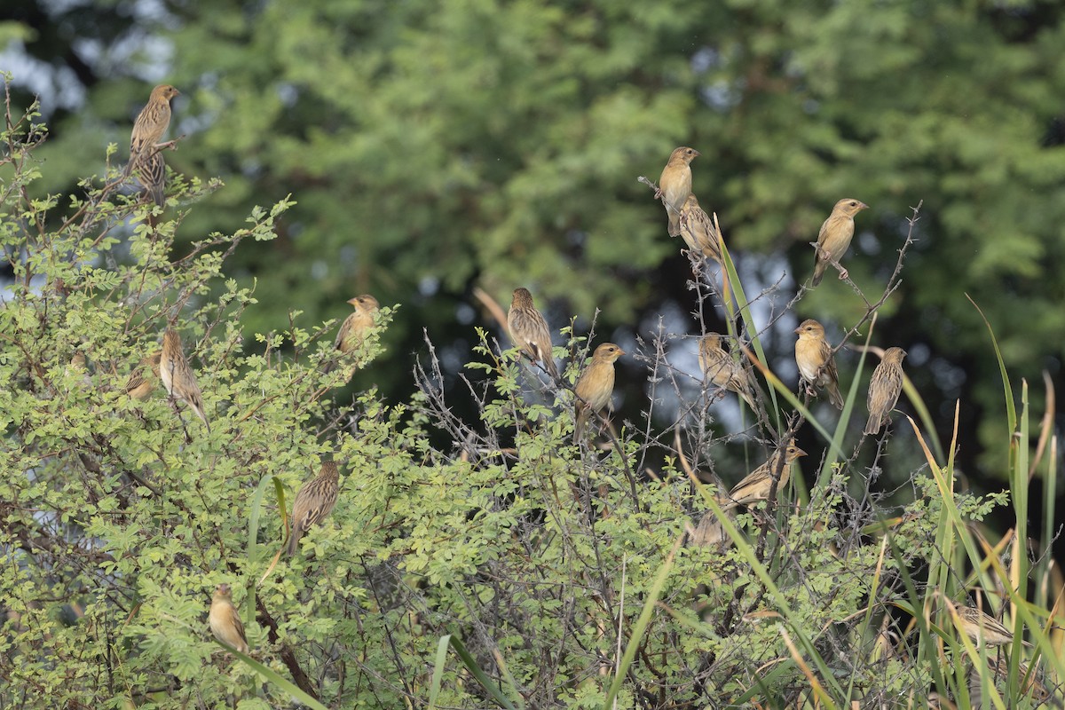 Baya Weaver - ML612483387