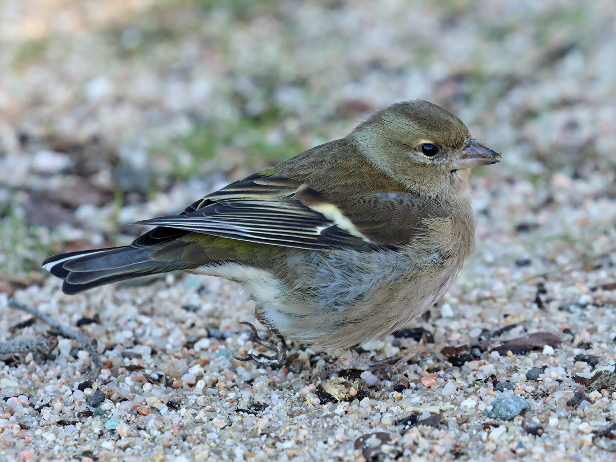 Common Chaffinch - ML612483388