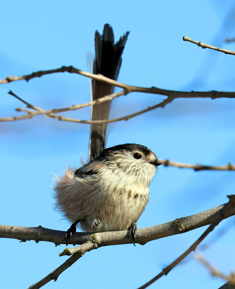 mlynařík dlouhoocasý - ML612483397