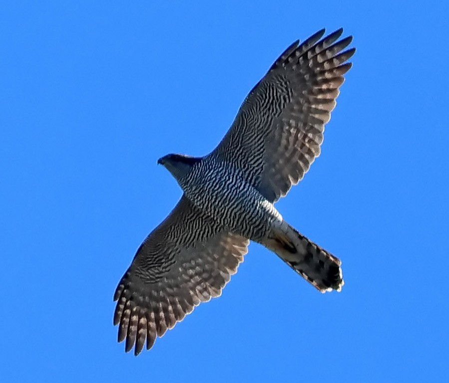 Eurasian Goshawk - ML612483401