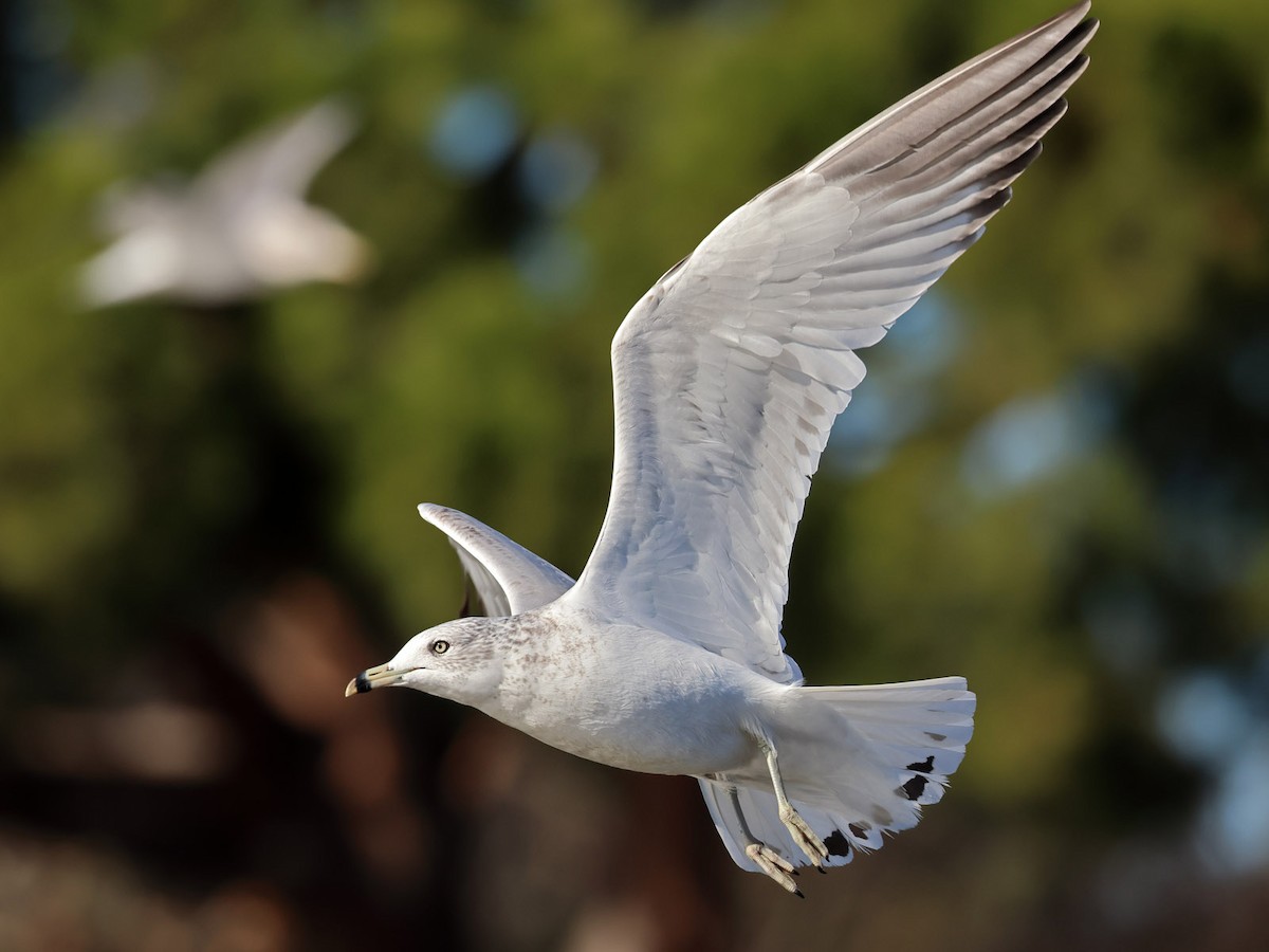 racek kroužkozobý - ML612483416