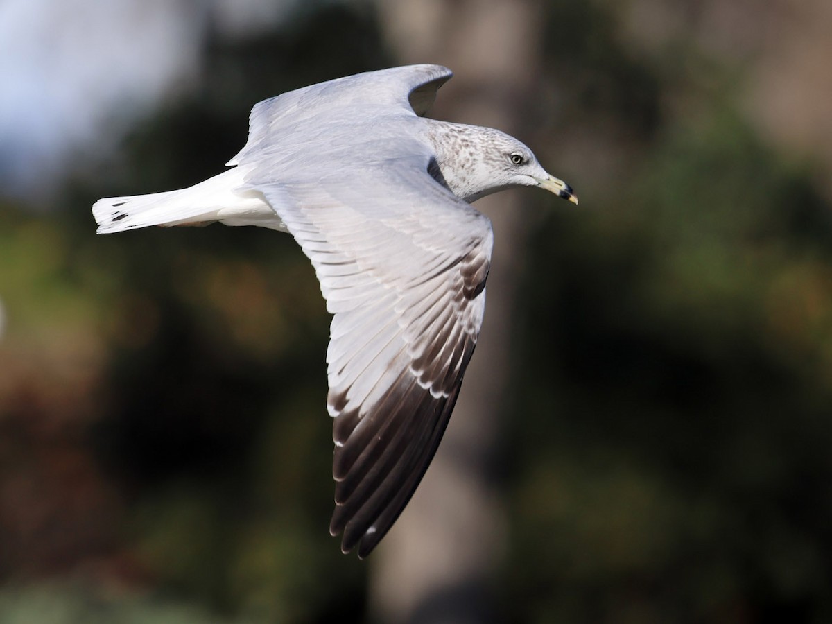 Ring-billed Gull - ML612483417