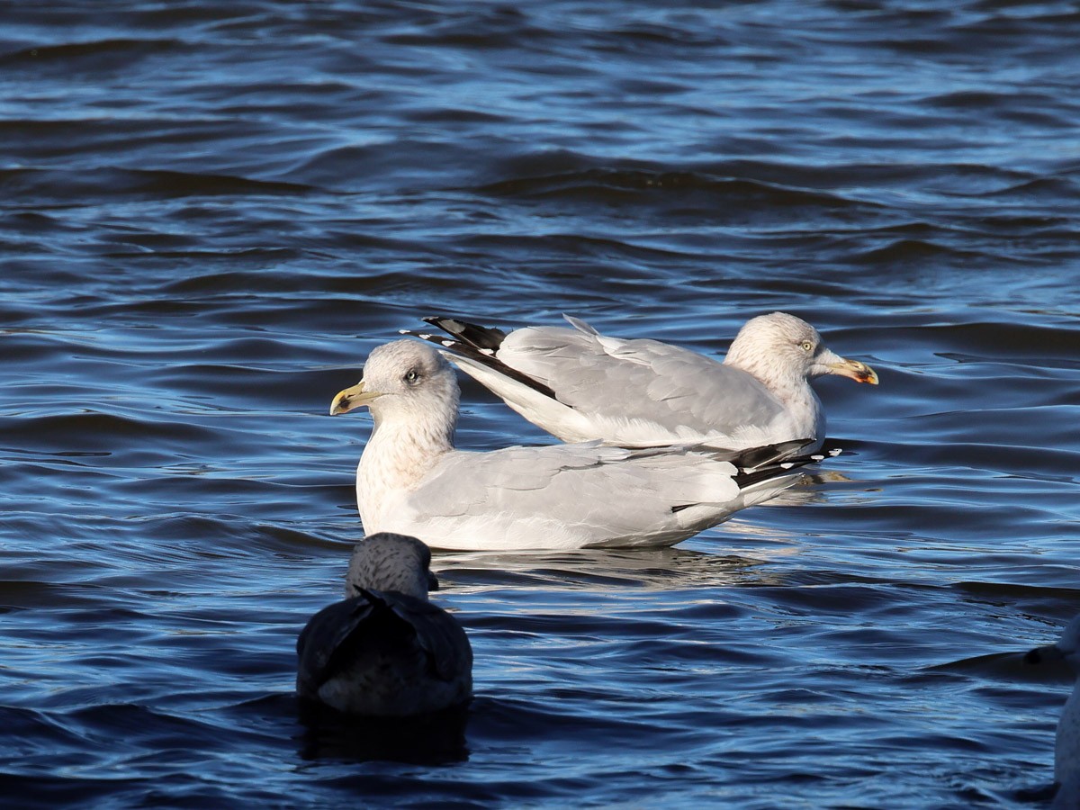 racek stříbřitý - ML612483419